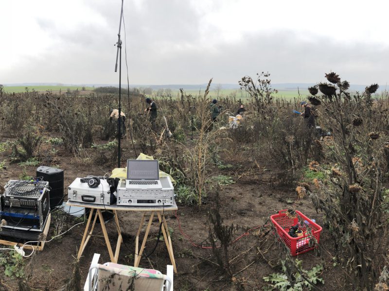 Mobiles Recording: Live-Musikvideoproduktion mit Tilman für "Blume im Grau" auf einem Sonnenblumenfeld im November. Die Atmosphäre war atemberaubend. (Bild: Privat)